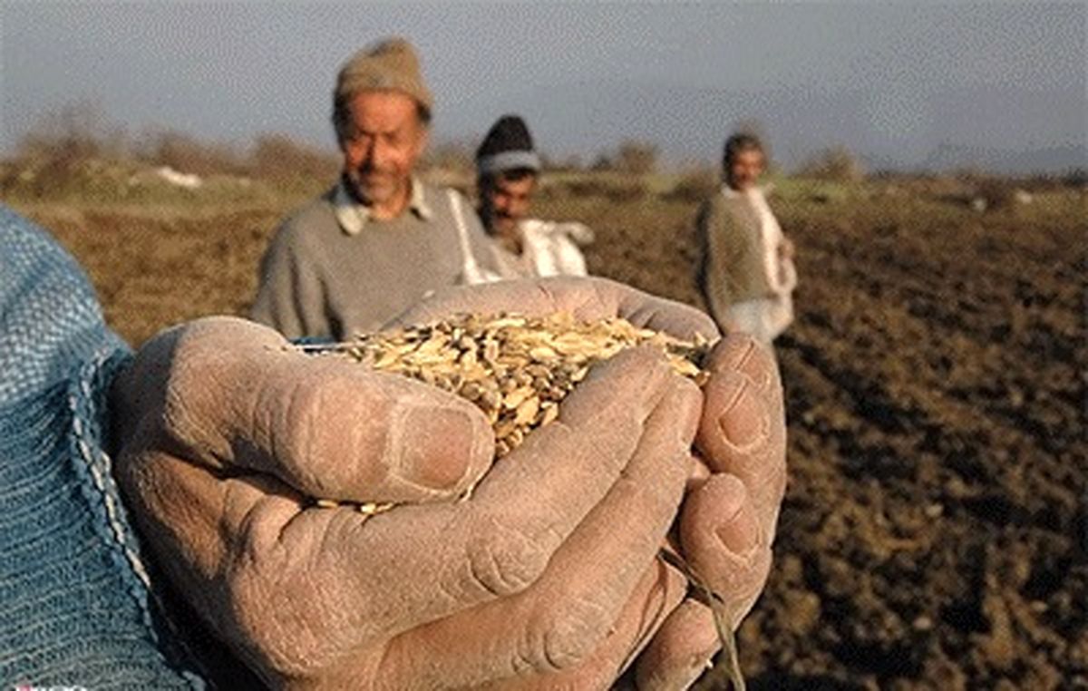 خرید تضمینی  گندم کشاورزان از ۱۱مرز میلیون تن گذشت