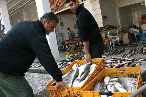 قیمت مرغ ۲۰۰ و ماهی ۳۰۰۰ تومان گرانتر شد/ کاهش ۴۰ درصدی تولید ماهی قزل آلا