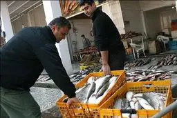 قیمت مرغ ۲۰۰ و ماهی ۳۰۰۰ تومان گرانتر شد/ کاهش ۴۰ درصدی تولید ماهی قزل آلا