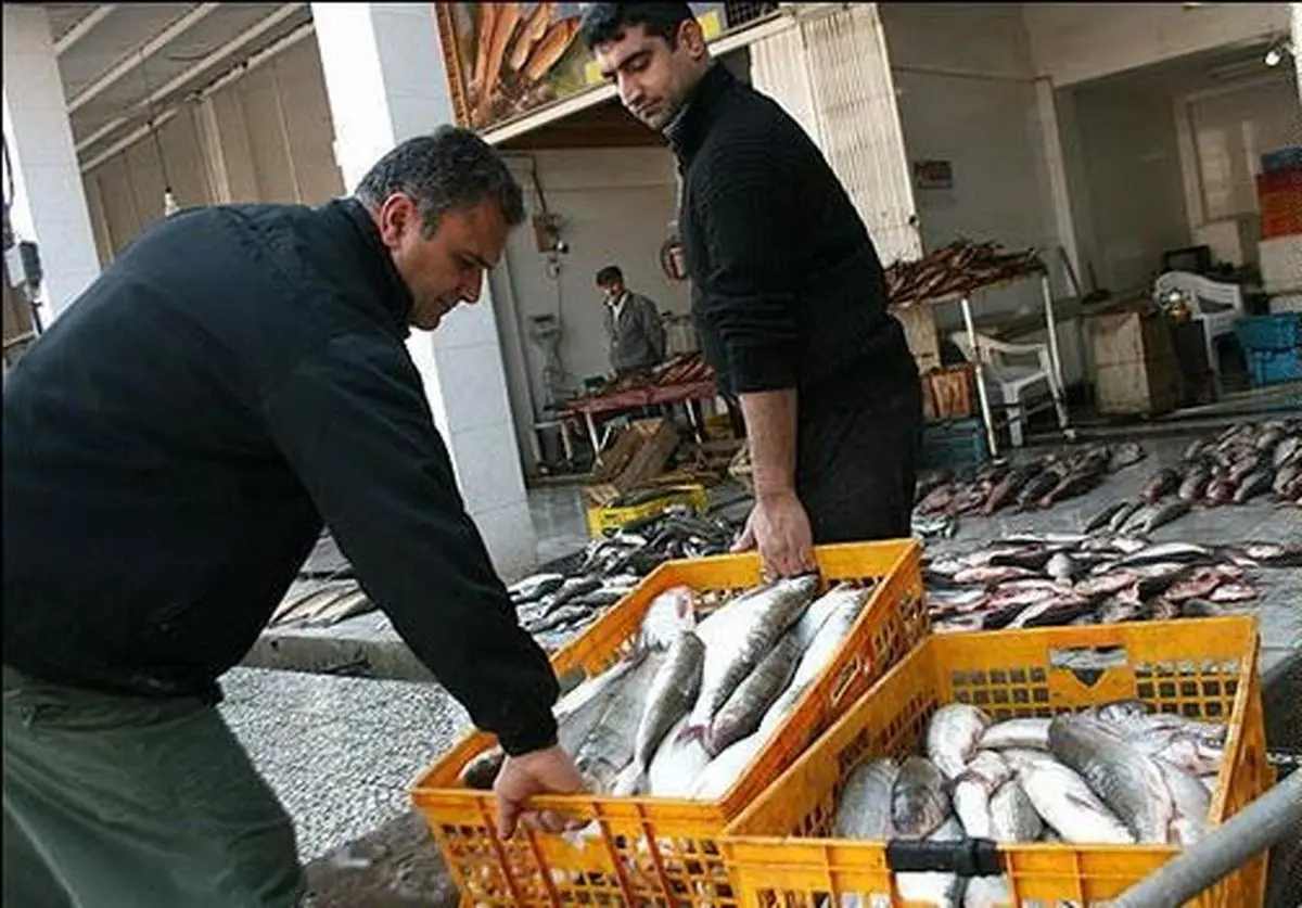 قیمت مرغ ۲۰۰ و ماهی ۳۰۰۰ تومان گرانتر شد/ کاهش ۴۰ درصدی تولید ماهی قزل آلا