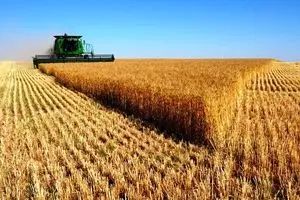 ۳۳ هزار میلیارد ریال برای تولید مکانیزه گندم اختصاص یافت