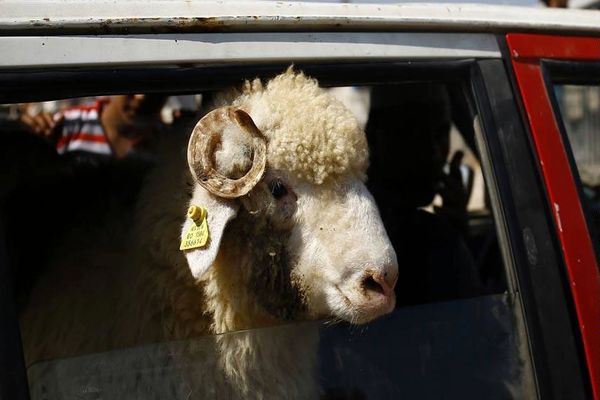 فروش گوسفند سرطانی صهیونیست‌ها در عید قربان