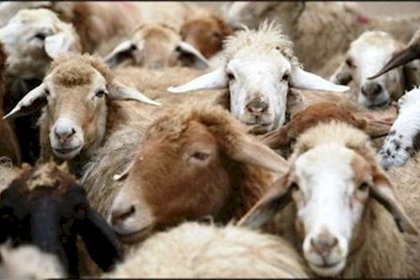 سقف قیمت هر راس گوشت گوسفندی در عید قربان کیلویی ۱۴ هزار تومان