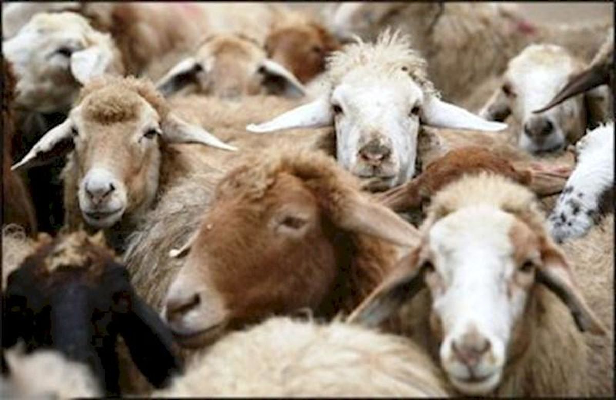 سقف قیمت هر راس گوشت گوسفندی در عید قربان کیلویی ۱۴ هزار تومان
