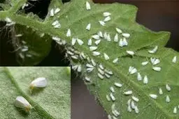 درختان توت میزبان اصلی مگس‌های سفید