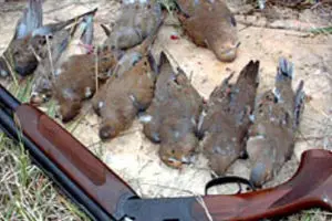 دستگیری بزرگترین قاچاقچی پرندگان وحشی