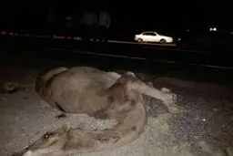 شتر جان سه نفر را در ریگان گرفت