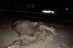 شتر جان سه نفر را در ریگان گرفت