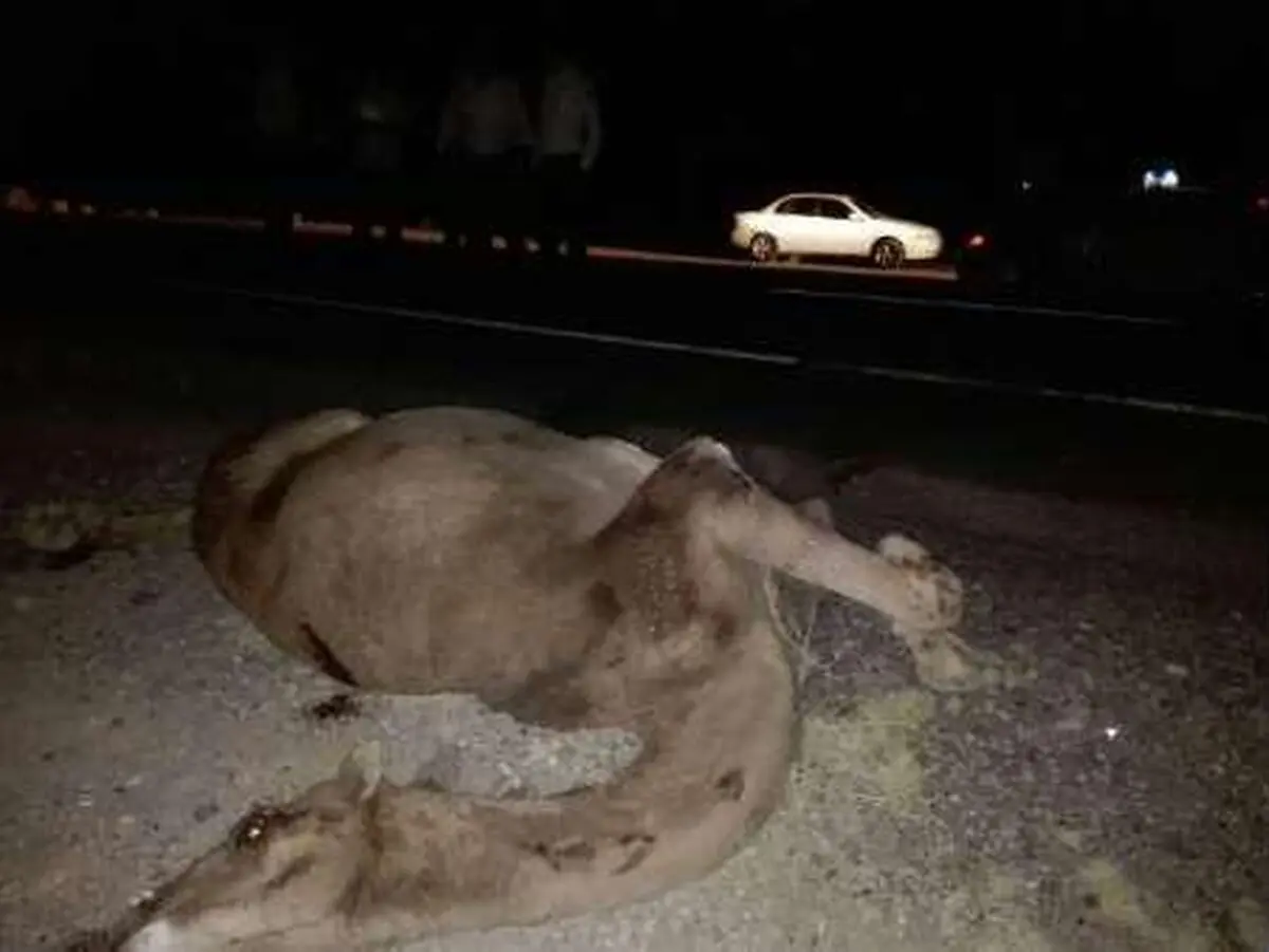 شتر جان سه نفر را در ریگان گرفت