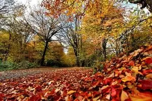 پیش‌بینی بارش کمتر از نرمال در پاییز ۹۵/ تأخیر در شروع بارش پاییزی