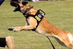 فرمانده پلیس راه آهن کشور از اجرای مانور کشف مواد مخدر در روز چهارشنبه هفته جاری توسط سگ‌های پلیس در ایستگاه راه‌آهن پایتخت خبر داد/ تسنیم