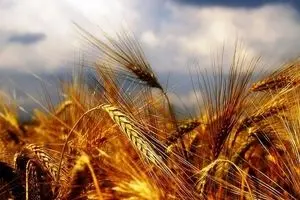۱۰ هزار میلیارد ریال اوراق مرابحه گندم فروخته شد