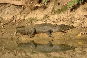خشکسالی بزرگترین آسیب برای گونه در حال انقراض 