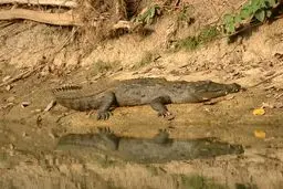 خشکسالی بزرگترین آسیب برای گونه در حال انقراض 