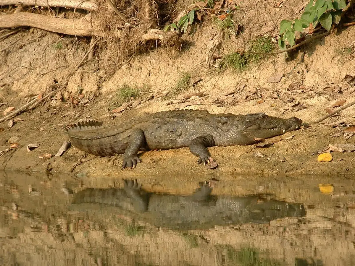 خشکسالی بزرگترین آسیب برای گونه در حال انقراض "گاندو"