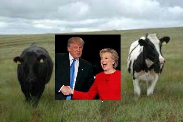 کلینتون یا ترامپ؟/ ماجرای گاوهای سیاه و سفید
