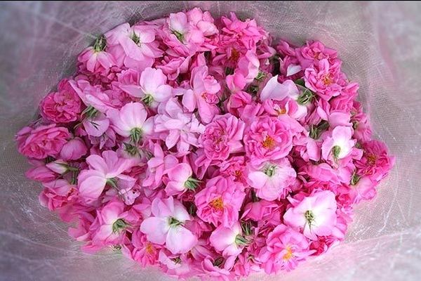 جشنواره گل و گلاب در پردیس ملت برگزار می شود