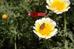 جلوه‌ای زیبا از فصل بهار