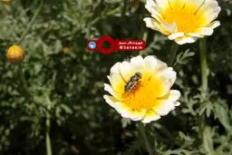 جلوه‌ای زیبا از فصل بهار