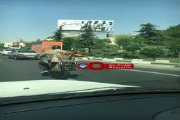 داستان تکراری آزار حیوانات