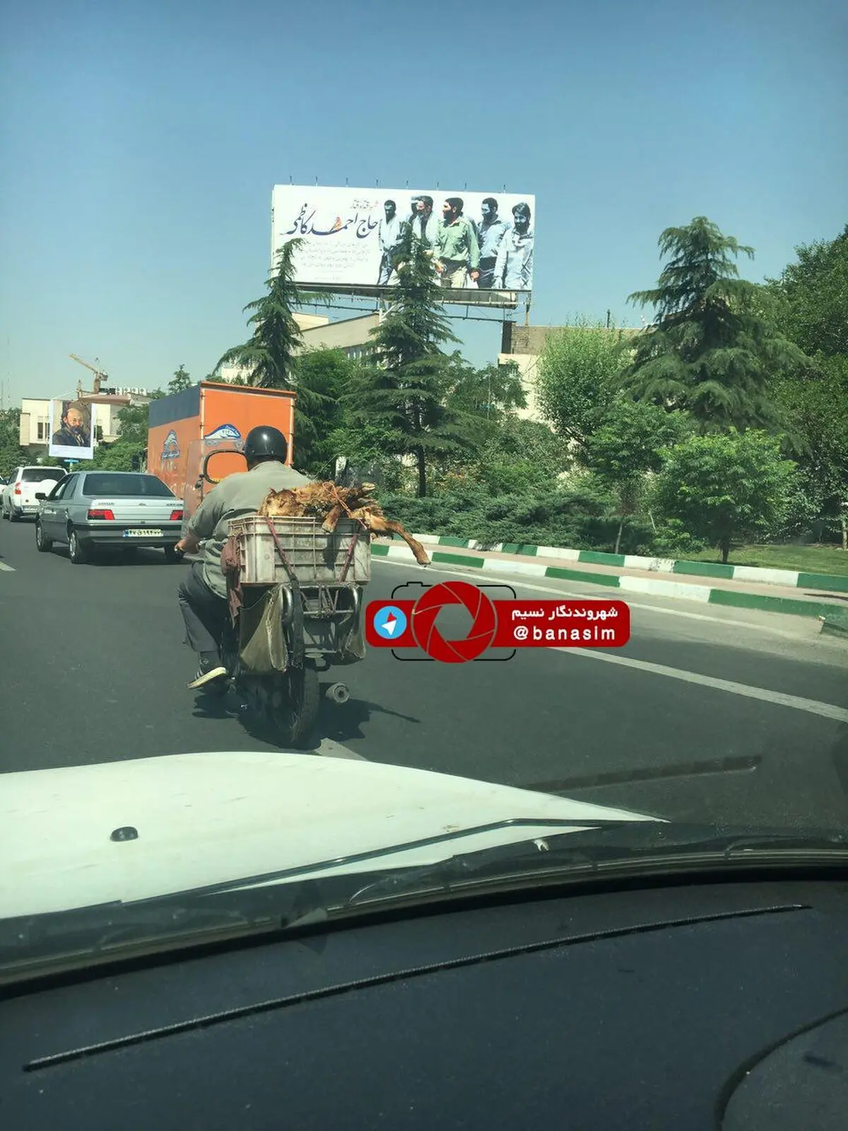 داستان تکراری آزار حیوانات