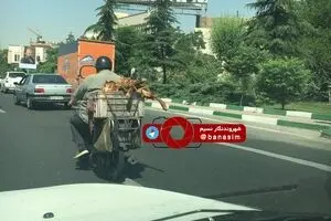 داستان تکراری آزار حیوانات