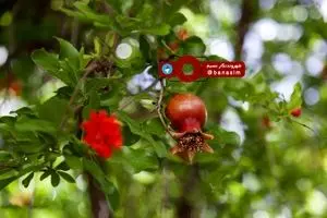 شکوفه‌های انار شیراز