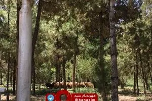 چرای گوسفندان در محوطه دانشگاه مفید قم