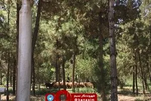چرای گوسفندان در محوطه دانشگاه مفید قم