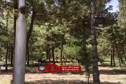 چرای گوسفندان در محوطه دانشگاه مفید قم