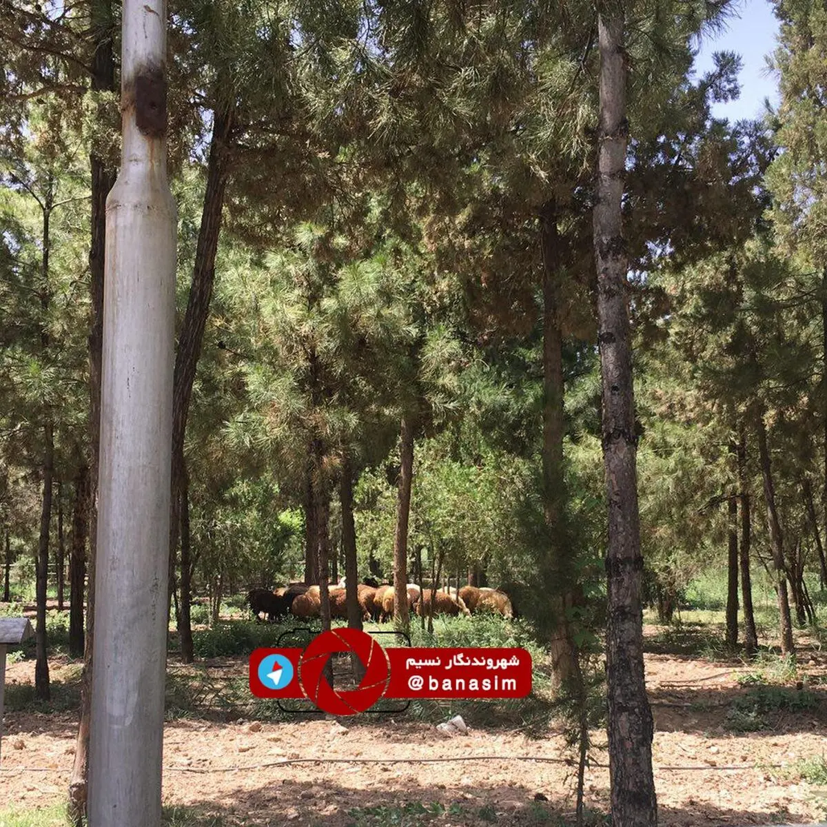 چرای گوسفندان در محوطه دانشگاه مفید قم