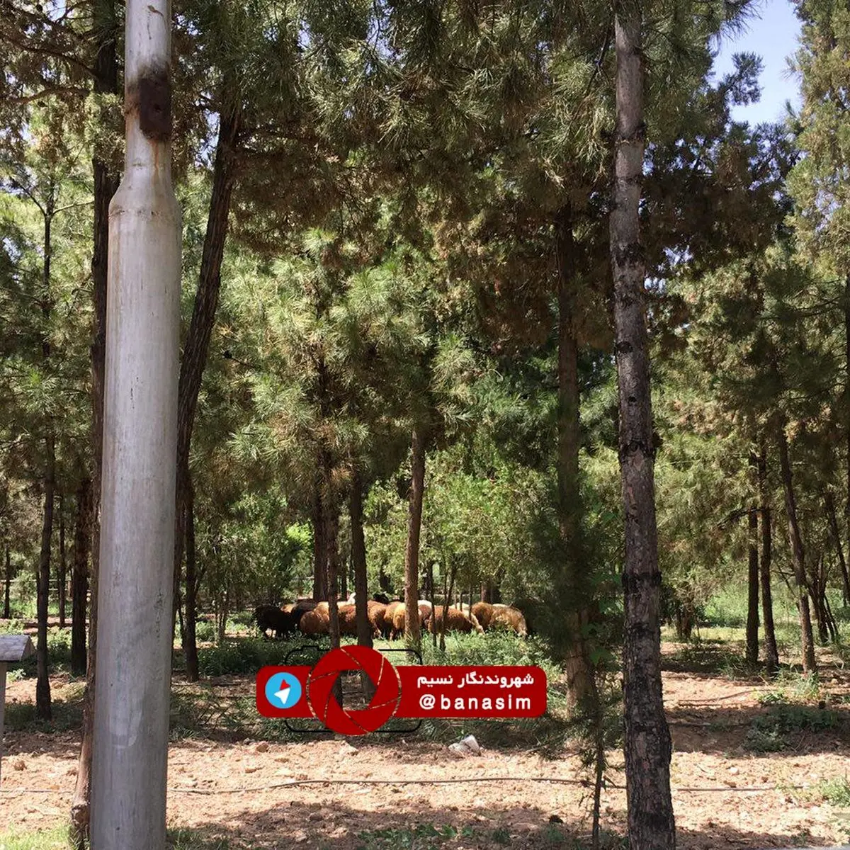 چرای گوسفندان در محوطه دانشگاه مفید قم