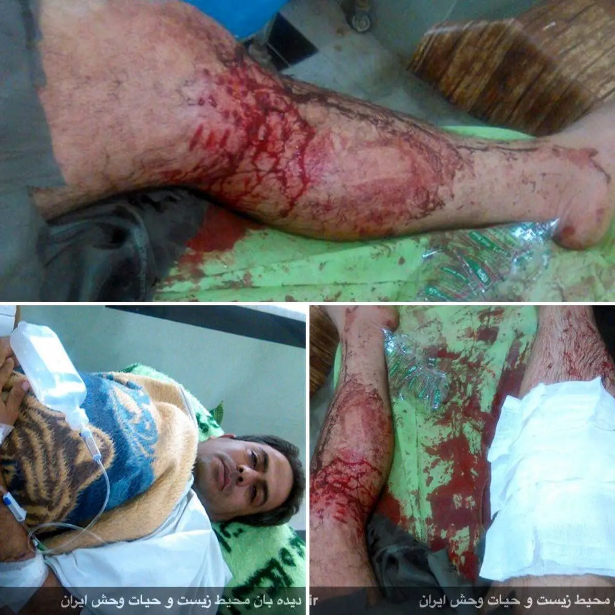 ضارب محیط بان دنا دستگیر شد