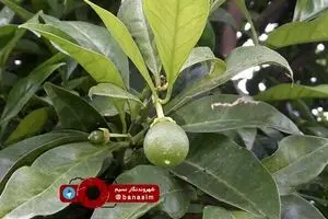 میوه‌های نارس در باغ‌های مازندارن