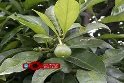 میوه‌های نارس در باغ‌های مازندارن