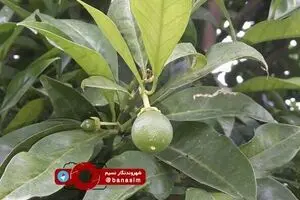 میوه‌های نارس در باغ‌های مازندارن