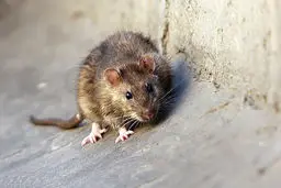 کاهش جمعیت موش‌های پایتخت با استفاده از فوم تزریقی