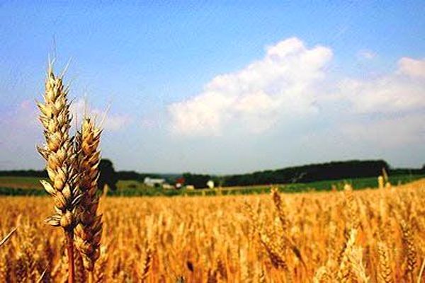 وزارت جهاد کشاورزی اعلام کرد از آغاز فصل برداشت تاکنون، چهار میلیون و ۲۱۳ هزارتن گندم مازاد بر نیاز کشاورزان به نرخ تضمینی خریداری شده که این میزان خرید در مقایسه با مشابه سال گذشته ۲۰ درصد رشد داشته است