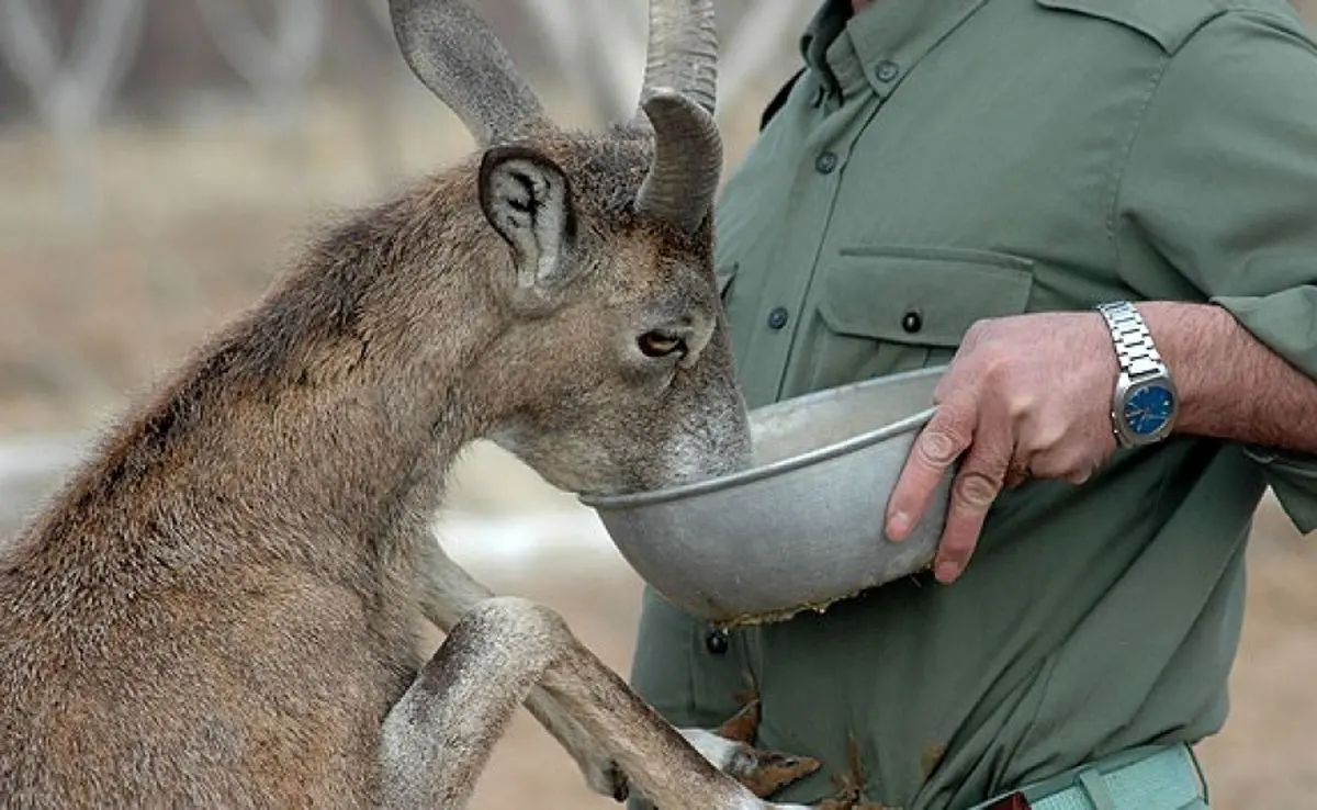 مسئولان پشت میزنشین درد محیط بان را نمی‌فهمند