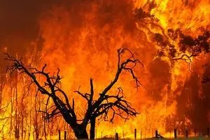 آماده‌باش دستگاه‌های اجرایی برای جلوگیری از آتش‌سوزی جنگل‌های تهران