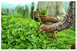 واردات چای خارجی کمر چایکاران را شکست/ فاتحه صنعت چای باید خوانده شود