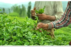 واردات چای خارجی کمر چایکاران را شکست/ فاتحه صنعت چای باید خوانده شود