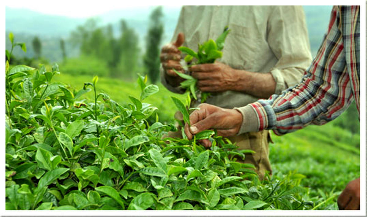 واردات چای خارجی کمر چایکاران را شکست/ فاتحه صنعت چای باید خوانده شود