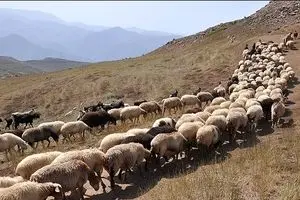 صادرات دام به کشورهای همسایه متوقف شد! / گوشت قرمز گران است، امیدوارم ارزان شود