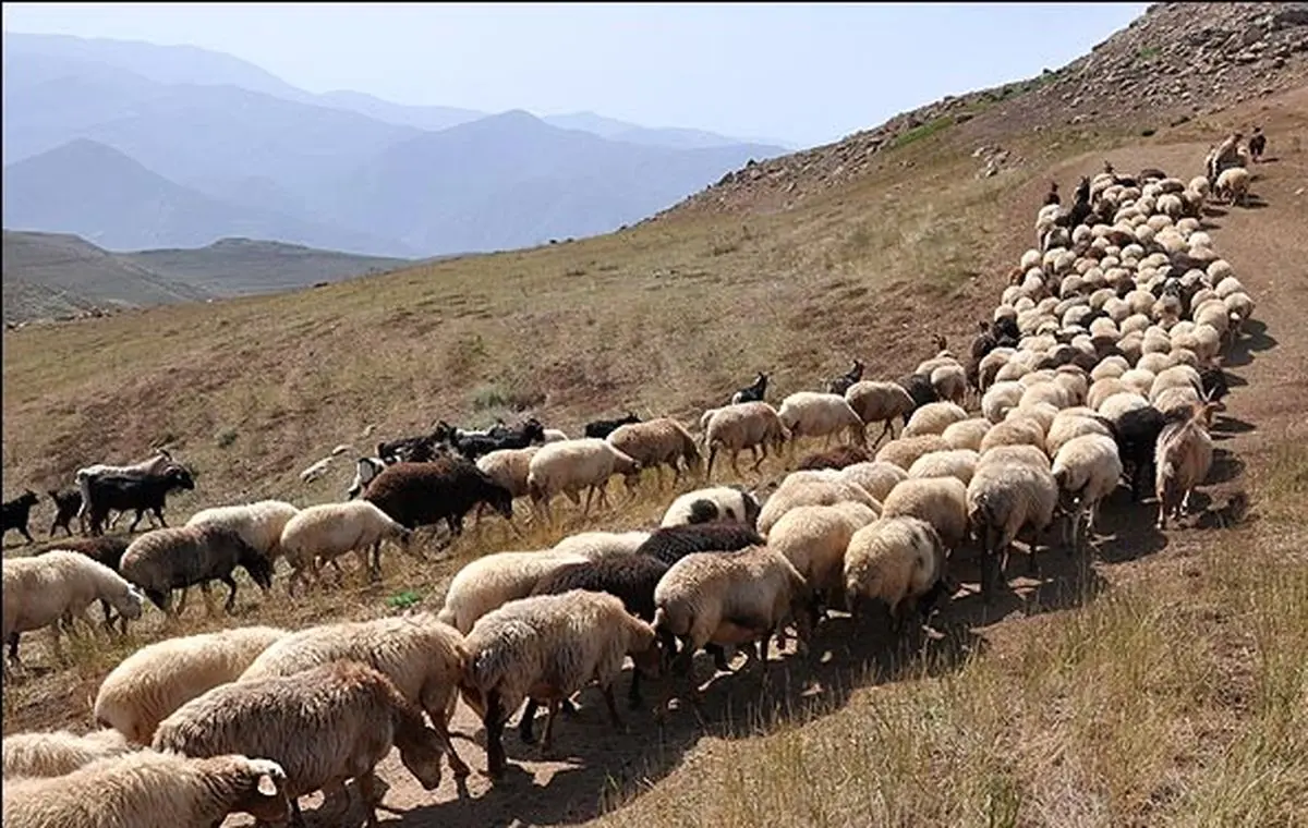 صادرات دام به کشورهای همسایه متوقف شد! / گوشت قرمز گران است، امیدوارم ارزان شود