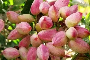 آمریکا دو برابر ایران پسته تولید کرد و بازار را از ما گرفت!/ حمایت دولت آمریکا از پسته‌کاران