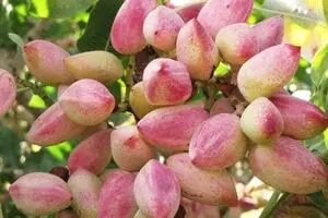 آمریکا دو برابر ایران پسته تولید کرد و بازار را از ما گرفت!/ حمایت دولت آمریکا از پسته‌کاران