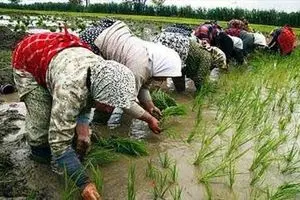 پای برنج تایلندی به بازارهای ایران باز شد/ تقاضای تولیدکننده برنج از دولت: وارد نکنید