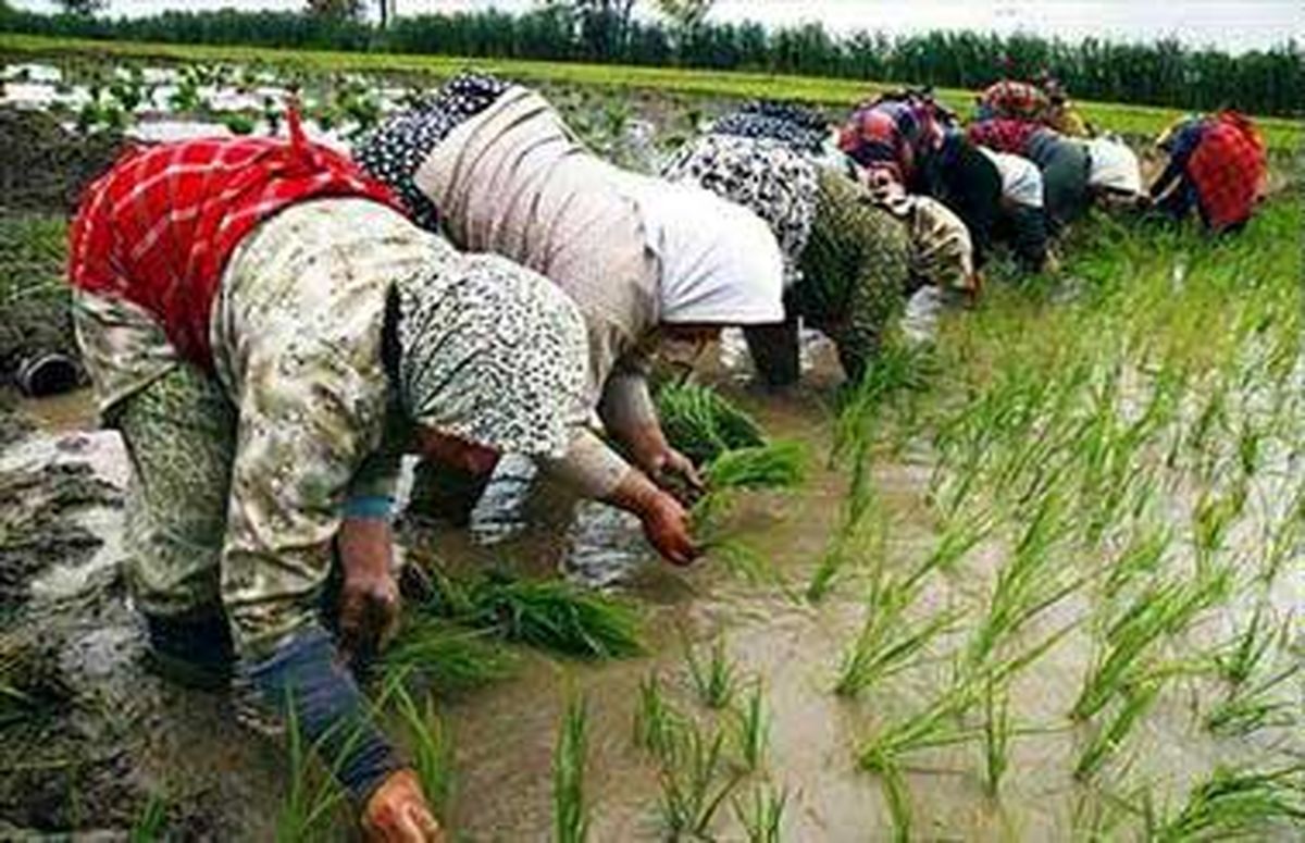 پای برنج تایلندی به بازارهای ایران باز شد/ تقاضای تولیدکننده برنج از دولت: وارد نکنید