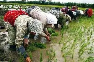 پای برنج تایلندی به بازارهای ایران باز شد/ تقاضای تولیدکننده برنج از دولت: وارد نکنید